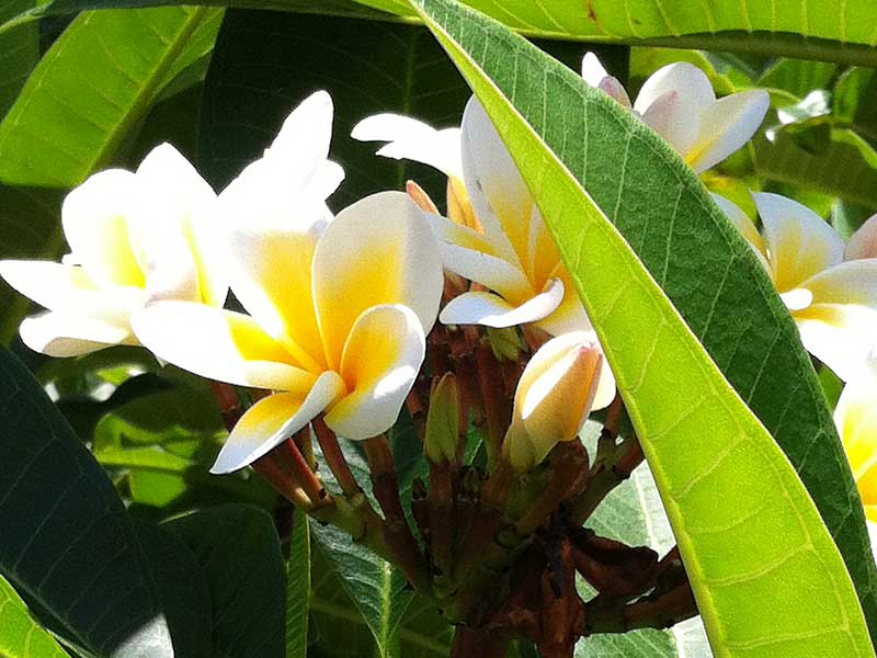 雞蛋花在夏威夷很普遍, 別稱 Hawaiian Lei Flower 雞蛋花在夏威夷很普遍, 別稱 Hawaiian Lei Flower