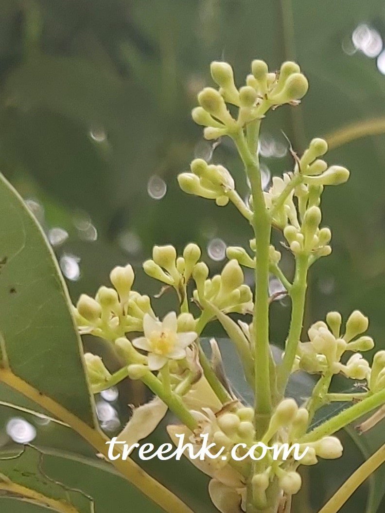 樟樹 Cinnamomum camphora - Green Touch 香港常見樹木園藝生活
