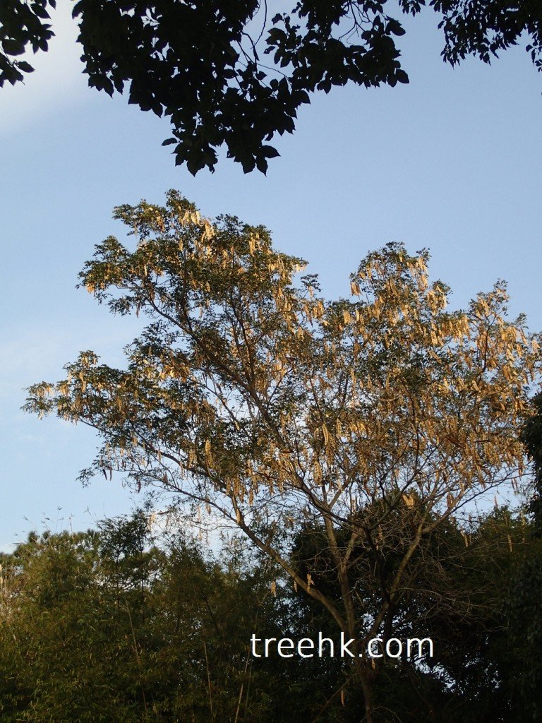 Albizia lebbeck_大葉合歡 - treehk.com