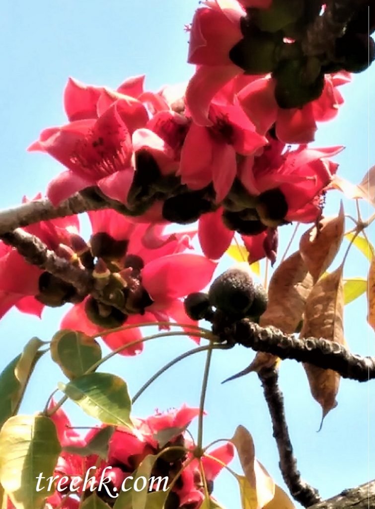 木棉花單生，大型，可以鮮紅色至橙紅色