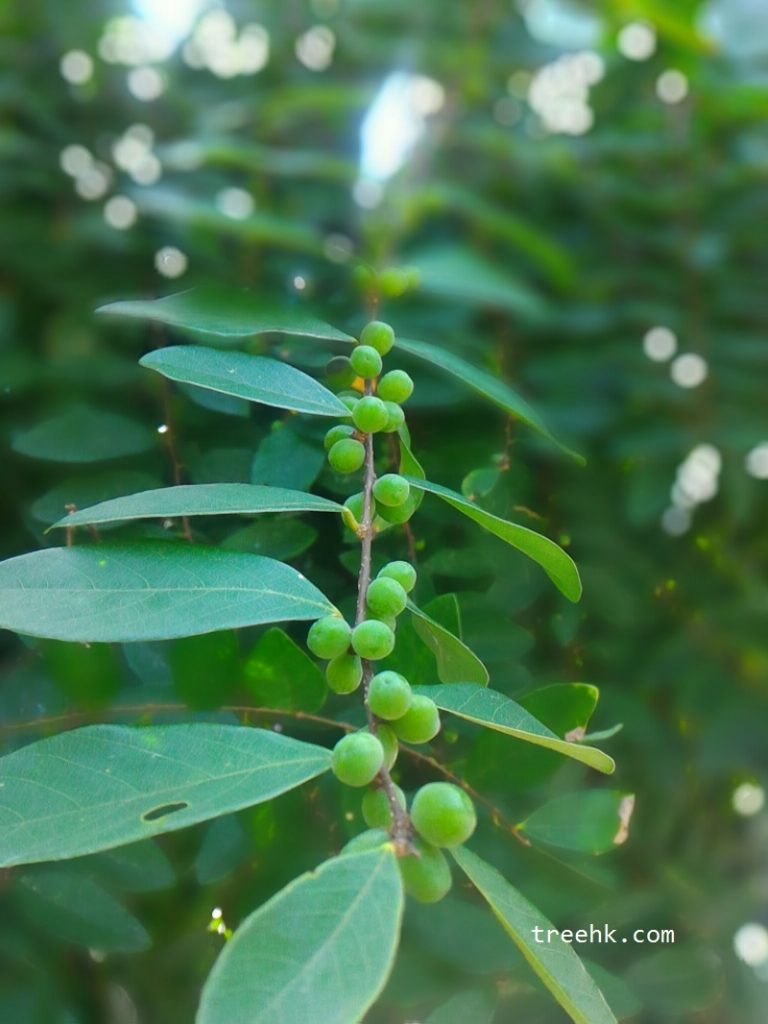 土蜜樹果呈圓形,葉腋長出 土蜜樹果呈圓形,葉腋長出