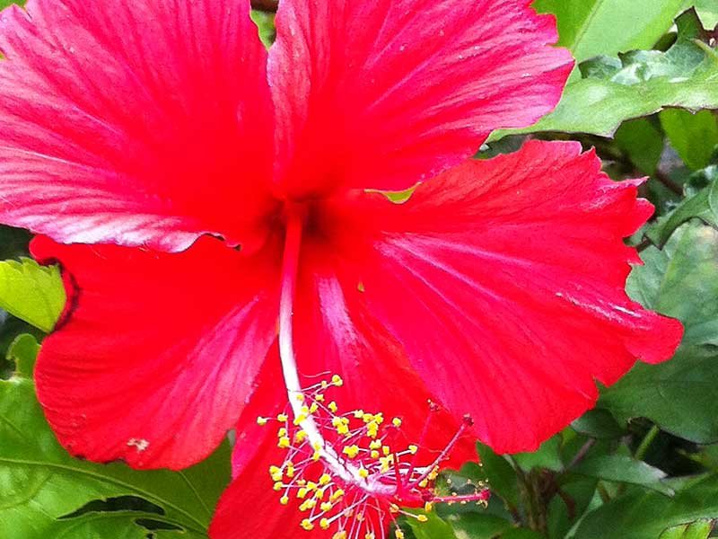 大紅花