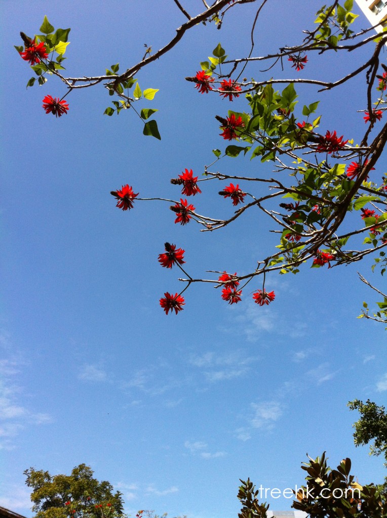 二月在此, 紅紅火火的刺桐花 二月在此, 紅紅火火的刺桐花