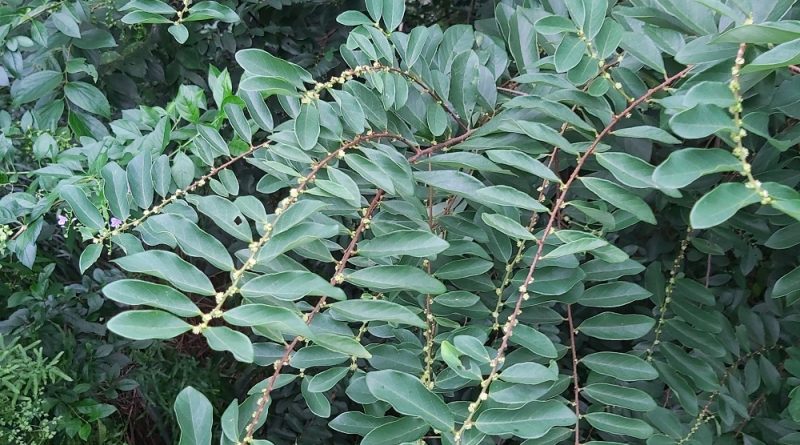 山問野生土蜜樹
