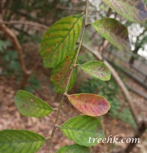 土蜜樹_03a (土蜜樹 Bridelia tomentosa)