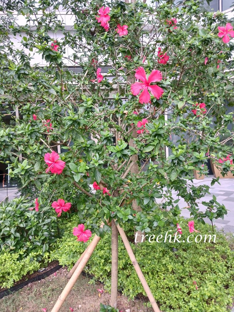 大紅花在熱帶及亞熱帶地區多有廣泛種植 大紅花在熱帶及亞熱帶地區多有廣泛種植