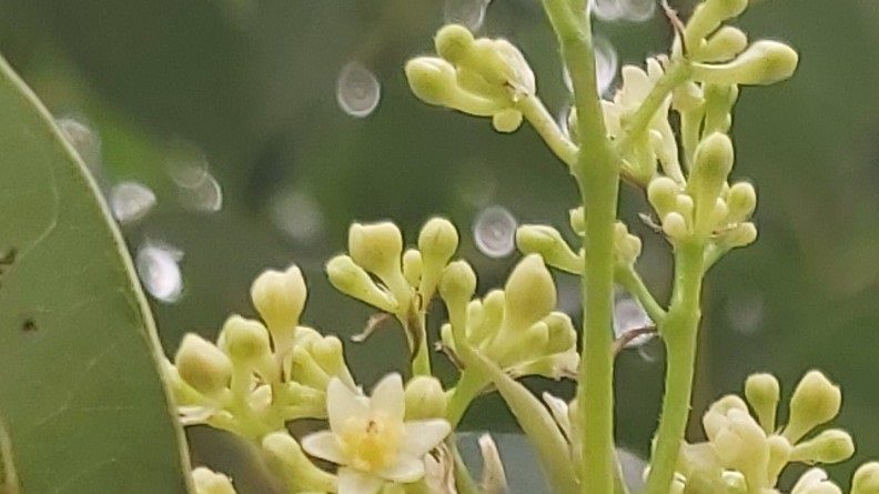 樟花特有的香氣