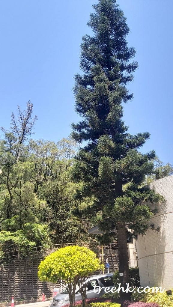 異葉南洋杉高聳而又美觀喬木