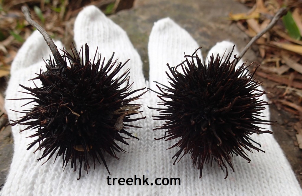 楓香果實多軟刺- treehk.com 楓香果實多軟刺- treehk.com