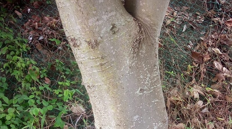 朴樹抗有毒氣體如二氧化碳及氯氣的樹種