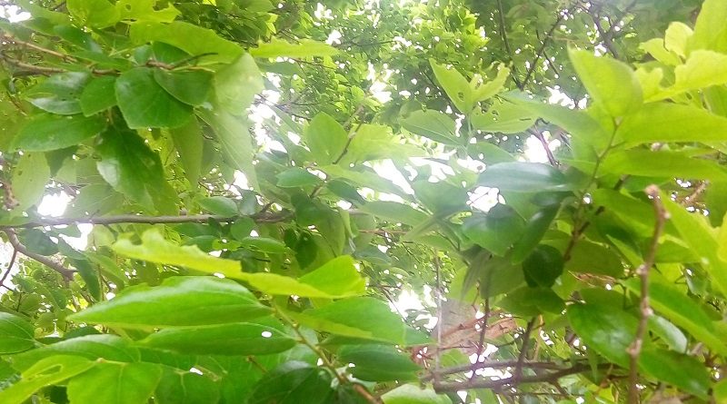 朴樹 Celtis sinensis