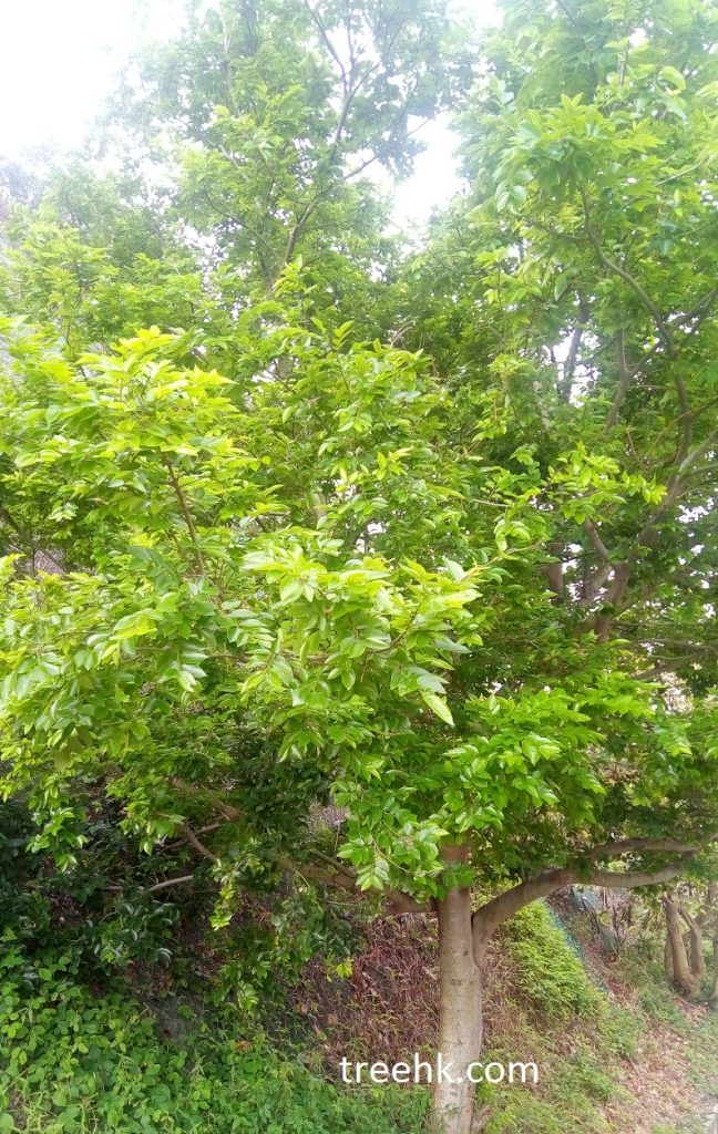 朴樹單葉成廣橢圓形 朴樹單葉成廣橢圓形