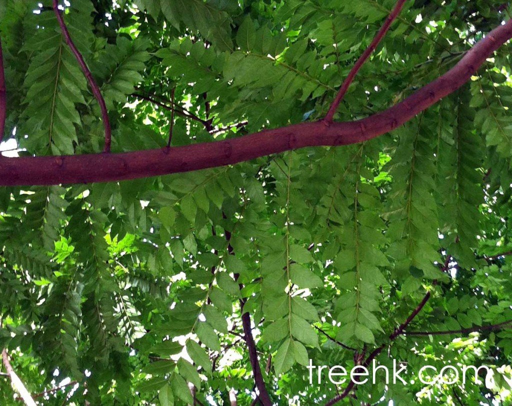麻楝小葉互生或對生- treehk