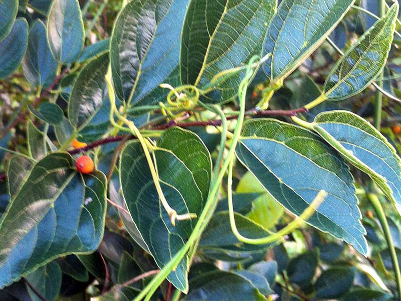 Chinese Hackberry 朴樹
