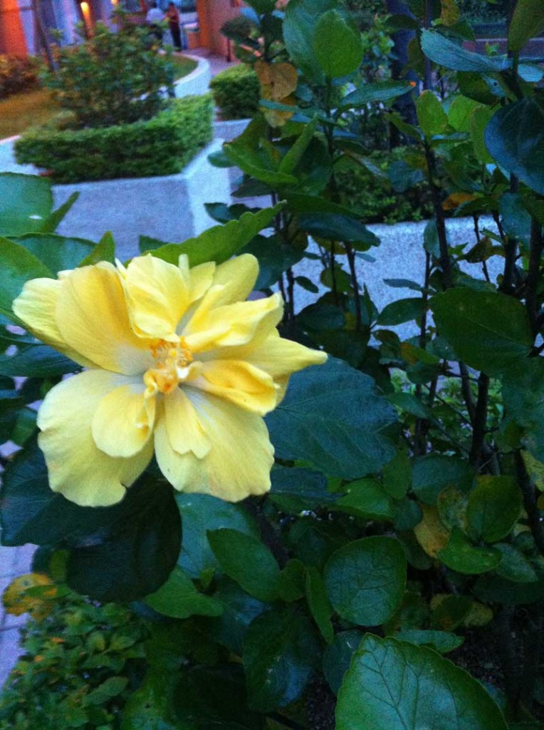 大黃花