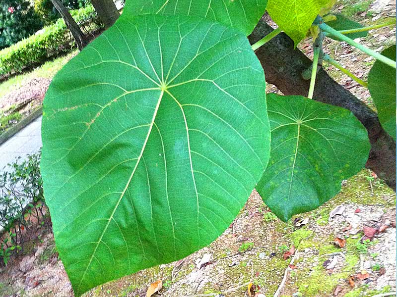 血桐樹葉Elephant Ear, 大象耳朵 血桐樹葉Elephant Ear, 大象耳朵