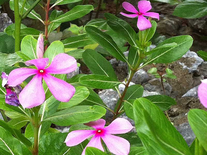 長春花忌濕怕澇，盆土澆水不宜過多