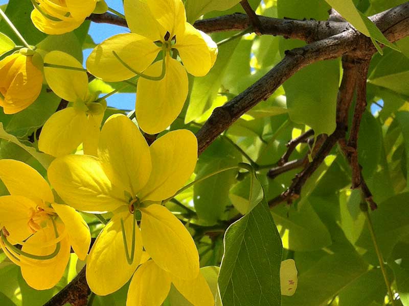 腸豆花瓣5枚離生，大小略等 Cassia fistula
