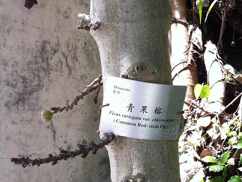 香港原生樹種，本土植物青果榕 Ficus variegata var. chlorocarpa - photo by treehk.com