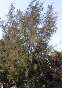 闊葉樹種木麻黃 - treehk