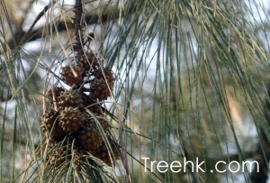 木麻黃真正的葉子是枝細上的節- treehk