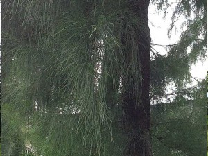 木麻黃葉輪生如鞘齒或鱗片狀, 防風定沙路樹