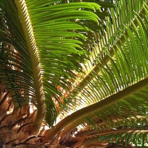 蘇鐵Cycas revoluta Thunb - Green Touch 香港常見樹木園藝生活 蘇鐵Cycas revoluta Thunb - Green Touch 香港常見樹木園藝生活