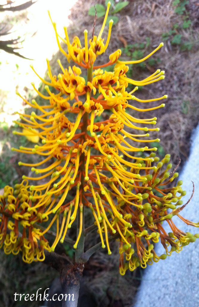 常綠喬木山龍眼科Proteaceae 銀樺 常綠喬木山龍眼科Proteaceae 銀樺