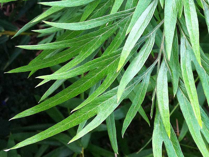 銀鏵葉英文名 Silk Oak - photo by treehk.com