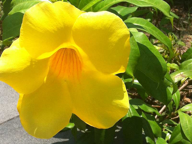 軟枝黃蟬花金黃色，喇叭狀