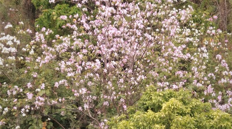 宮粉羊蹄甲 Bauhinia variegata