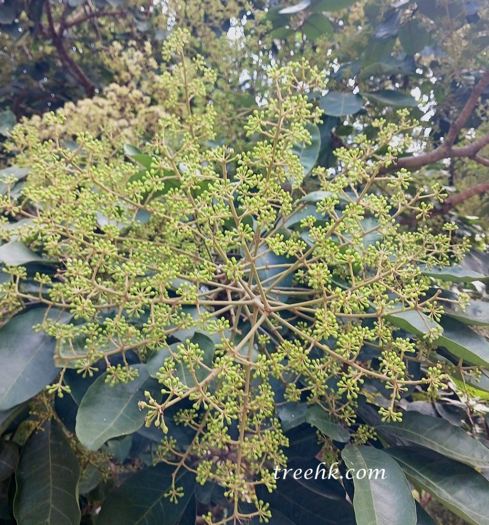 本港臭椿花期10月至11月 本港臭椿花期10月至11月
