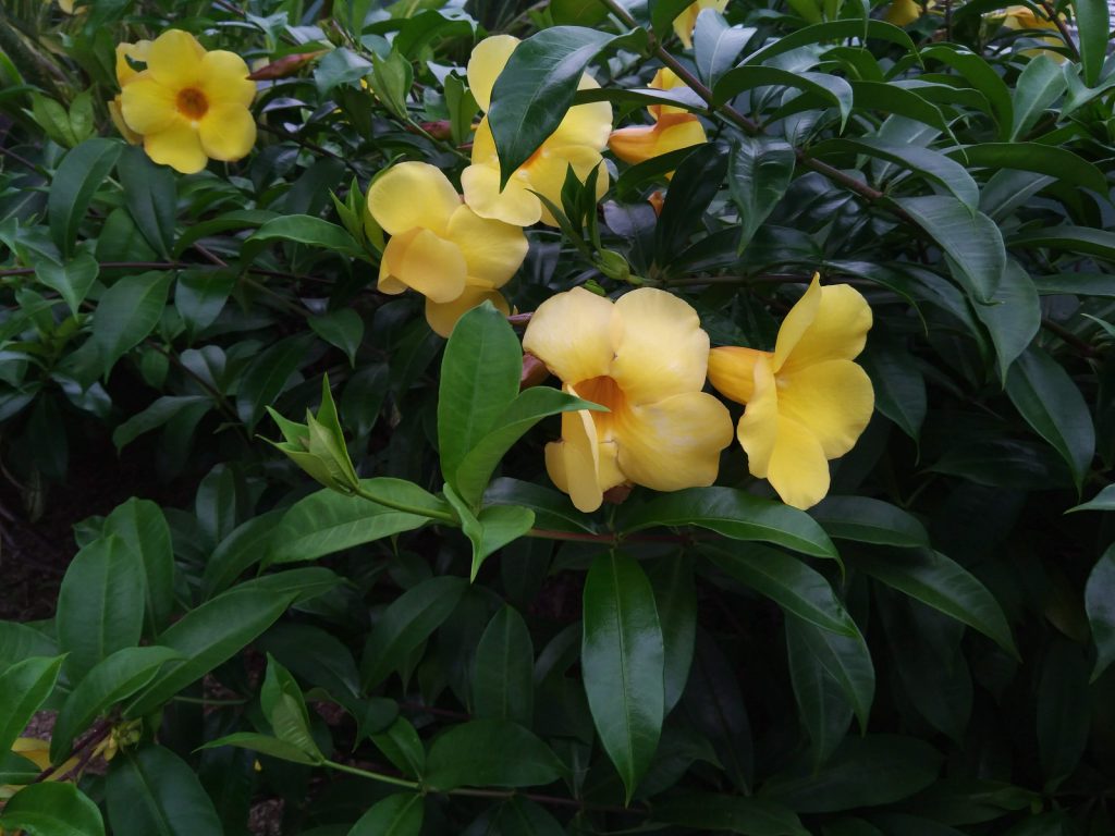 軟枝黃蟬夾竹桃科 Apocynaceae 軟枝黃蟬夾竹桃科 Apocynaceae