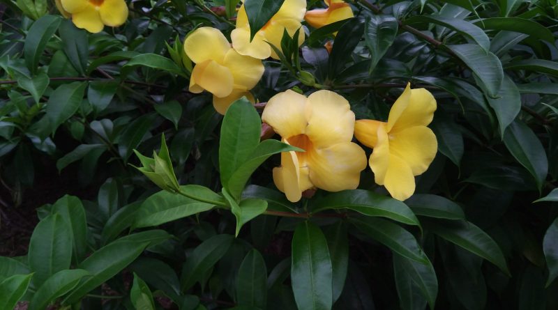 軟枝黃蟬夾竹桃科 Apocynaceae
