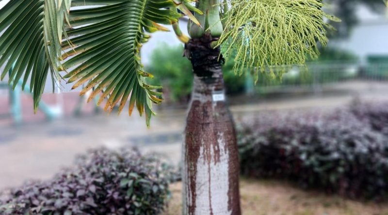 酒瓶椰子完美的形狀