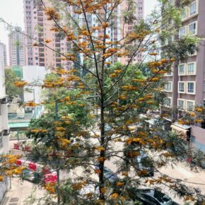 銀鏵_08 (銀鏵 Grevillea robusta) 銀鏵_08 (銀鏵 Grevillea robusta)