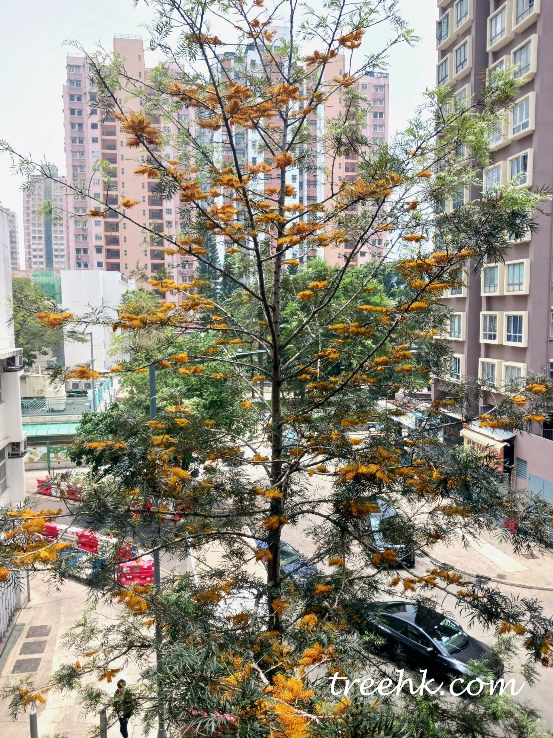 位於元朗的常綠喬木銀鏵 位於元朗的常綠喬木銀鏵