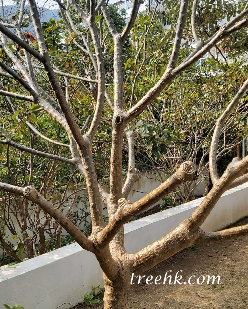 雞蛋花枝條形如鹿角,因此又名鹿角樹 雞蛋花枝條形如鹿角,因此又名鹿角樹
