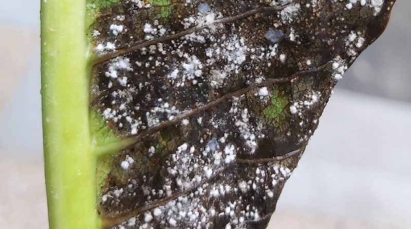 雞蛋花病虫害多