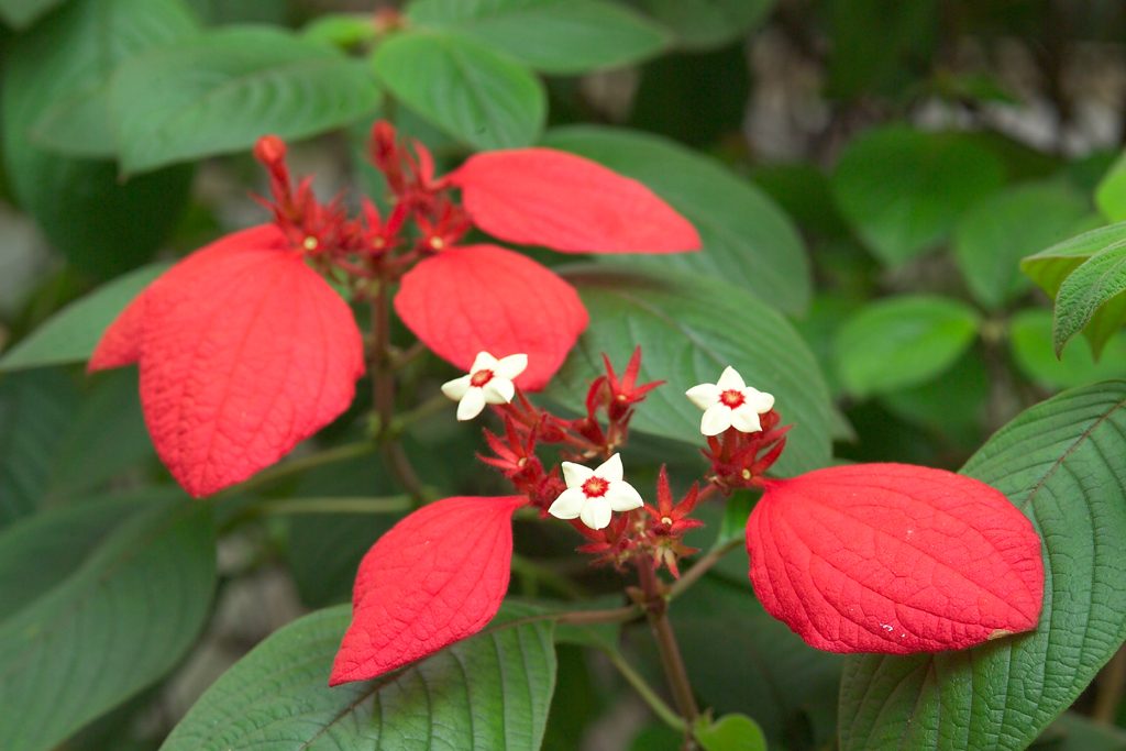 Mussaenda erythrophylla - photo courtesy of http://culture.teldap.tw Mussaenda erythrophylla - photo courtesy of http://culture.teldap.tw