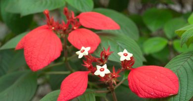 Mussaenda erythrophylla -photo courtesy of http://culture.teldap.tw