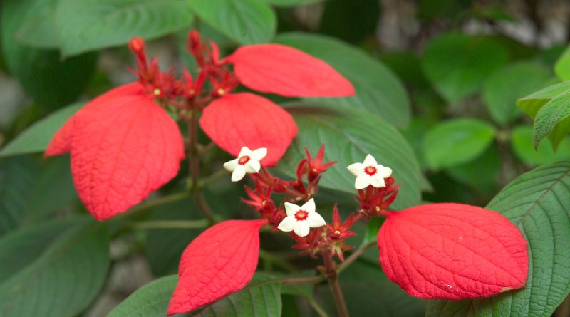 Mussaenda erythrophylla -photo courtesy of http://culture.teldap.tw