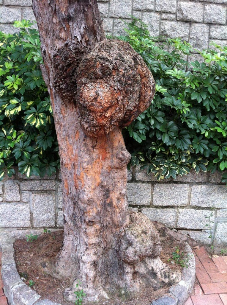 復壯樹木土壤透氣性要良好，不宜種植於石屎地上