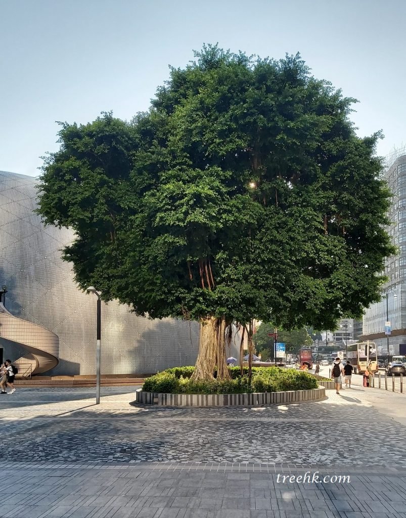細葉榕 Ficus microcarpa 是香港最普遍的本地喬木, 最普遍的本地喬木