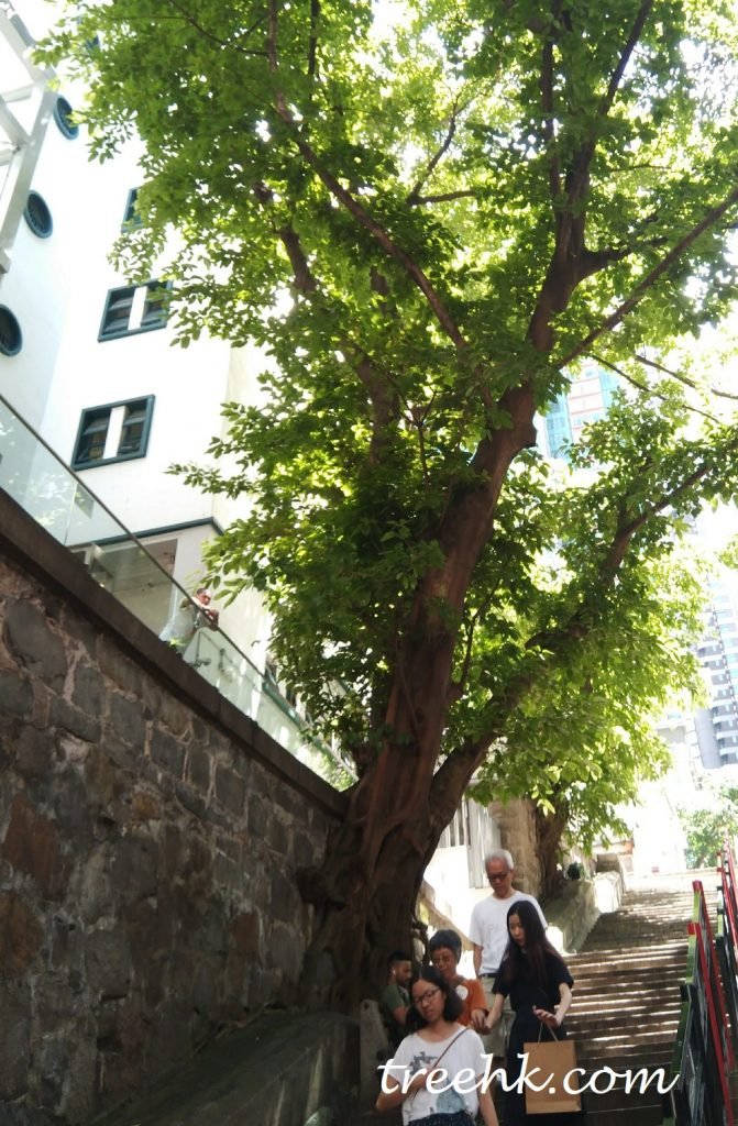 大葉榕香港著名石牆樹