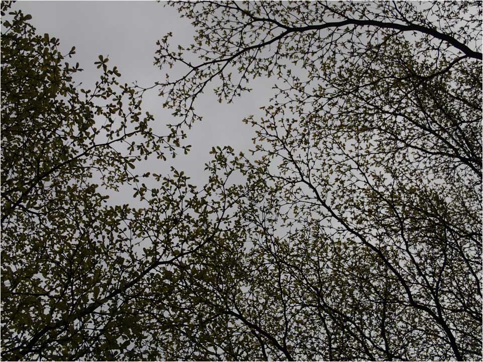 Terminalia mantaly 小葉欖仁綠蔭像一把大雨傘,看起來像一張水墨畫 Terminalia mantaly 小葉欖仁綠蔭像一把大雨傘,看起來像一張水墨畫