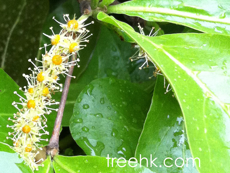 小葉欖仁花呈穗狀花序排列, 小而不顯著 - photo by treehk