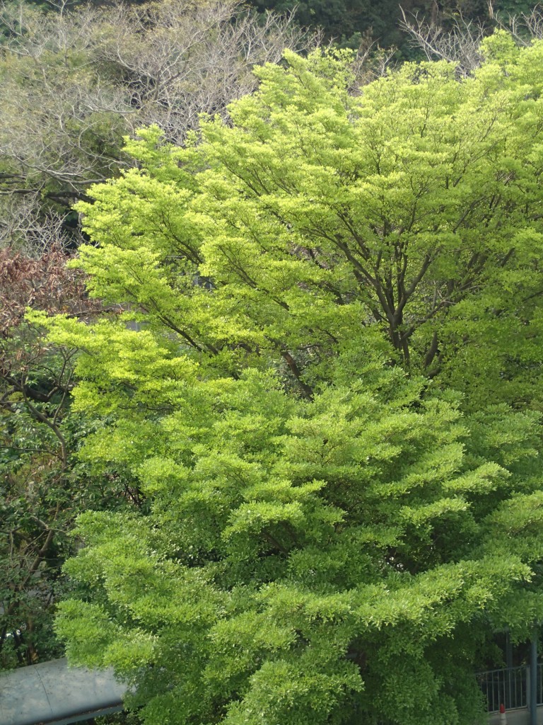 Terminalia mantaly 小葉欖仁、雨傘樹、非洲欖仁樹 - photo by treehk.com Terminalia mantaly 小葉欖仁、雨傘樹、非洲欖仁樹 - photo by treehk.com