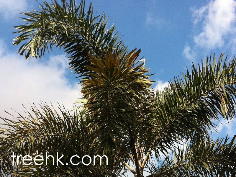 Foxtail Palm 狐尾棕 複羽狀葉全裂 - Photo by treehk.com