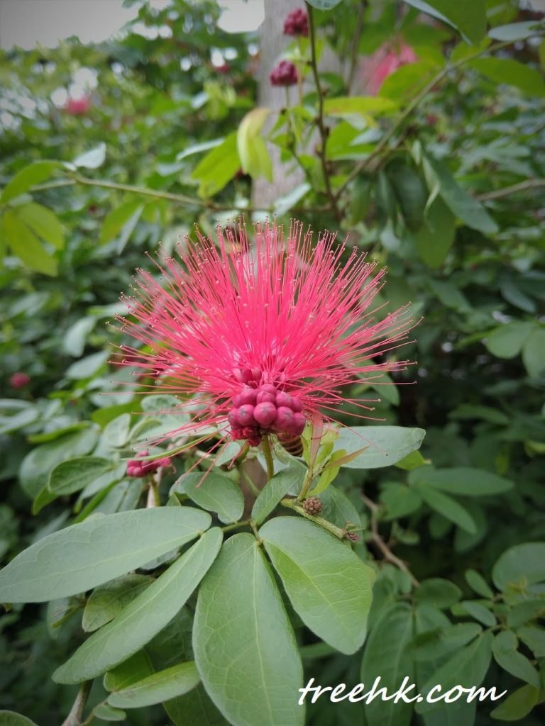 紅絨球鮮紅色的頭狀花序(Head)小花